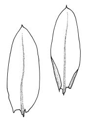 Warnstorfia sarmentosa, leaves. Drawn from A.J. Fife 8100, CHR 436833.
 Image: R.C. Wagstaff © Landcare Research 2014 